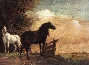 POTTER, Paulus Horses in a Field zg china oil painting artist